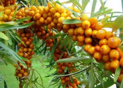 Hippophae rhamnoides Orange Energy / Homoktövis termő